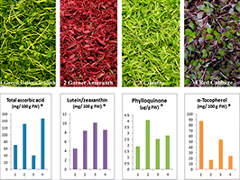 Why Microgreens? - Tampa Bay Microgreens